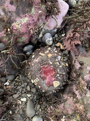Urticina clandestina