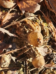 Calostoma