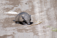 Chaetophractus villosus