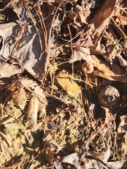 Calostoma