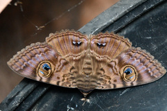 Speiredonia spectans