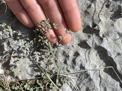 Euphorbia deltoidea serpyllum