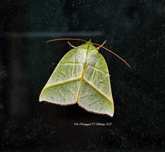 Hylophilodes orientalis