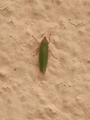 Draeculacephala soluta