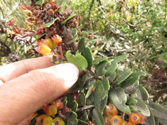 Plutarchia guascensis