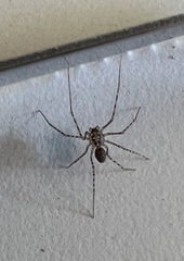 Scytodes globula