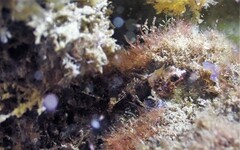 Enneapterygius atrogulare