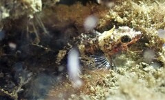 Enneapterygius atrogulare