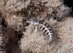 Parapercis australis