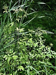 Cicuta maculata maculata