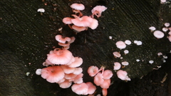 Mycena roseilignicola