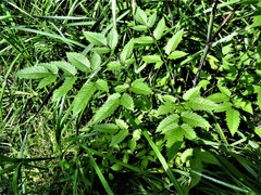 Cicuta maculata maculata