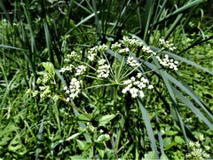 Cicuta maculata maculata