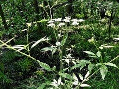 Cicuta maculata maculata