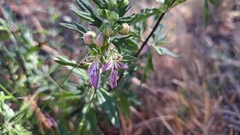Teucrium bicolor