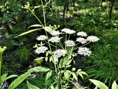 Cicuta maculata maculata