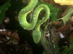 Bothriechis lateralis