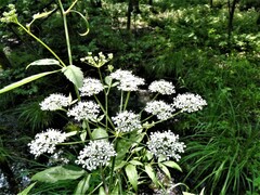 Cicuta maculata maculata