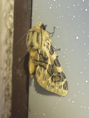 Hypercompe nemophila