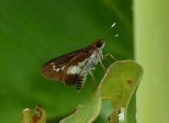 Sabera caesina