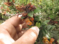 Plutarchia guascensis