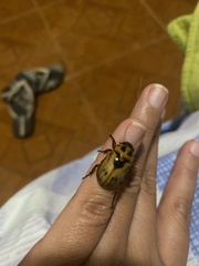 Cyclocephala lunulata