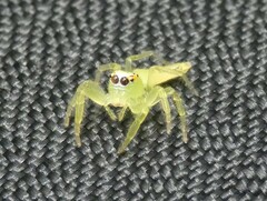 Mopsus