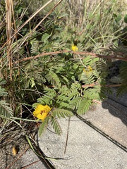 Chamaecrista lineata keyensis