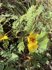 Chamaecrista lineata keyensis