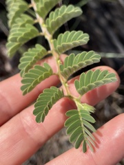 Chamaecrista lineata keyensis