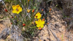 Linum macraei