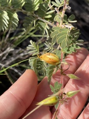 Chamaecrista lineata keyensis