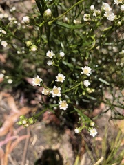 Ixodia achillaeoides