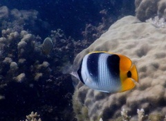 Chaetodon ulietensis