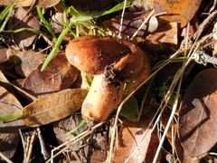 Lactarius xanthogalactus