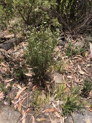 Ixodia achillaeoides