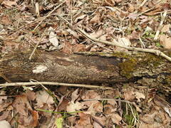 Scolytus