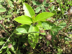 Ageratina tinifolia