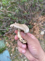 Flavoagaricus