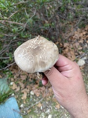 Flavoagaricus