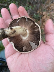 Flavoagaricus