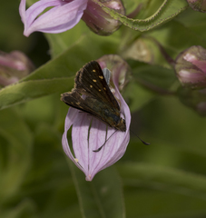 Butleria