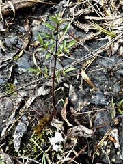 Cicuta maculata maculata