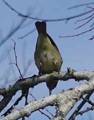 Leiothlypis celata
