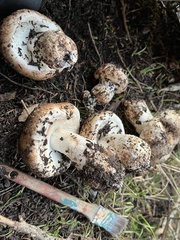 Agaricus pattersoniae
