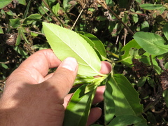 Ageratina tinifolia