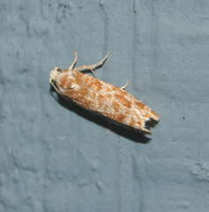 Retinia virginiana