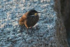 Cinclodes nigrofumosus