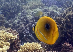 Chaetodon bennetti