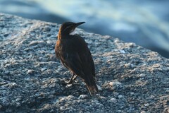 Cinclodes nigrofumosus